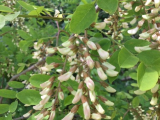Acacia in fiore